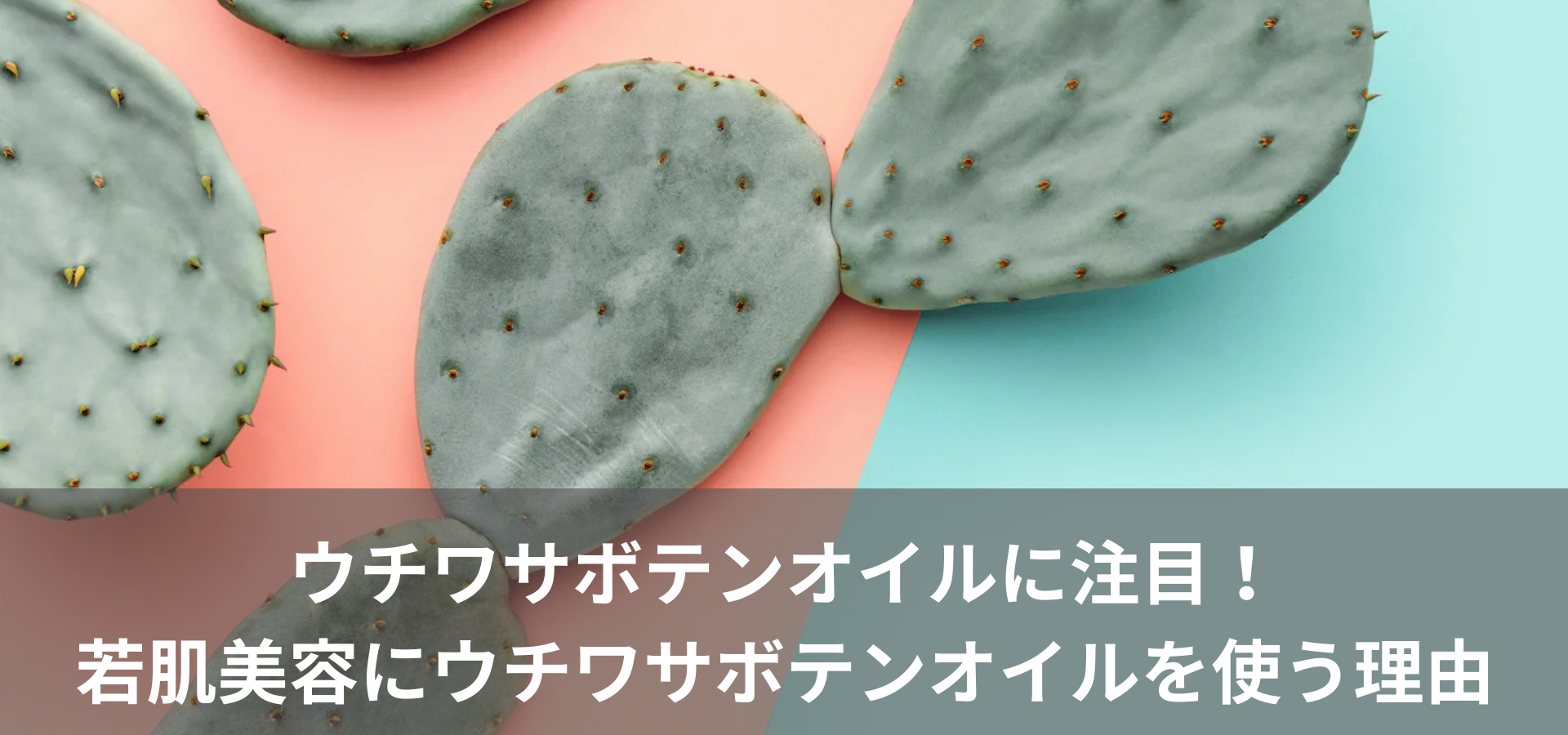 ウチワサボテンオイルに注目!若肌美容にウチワサボテンオイルを使う理由