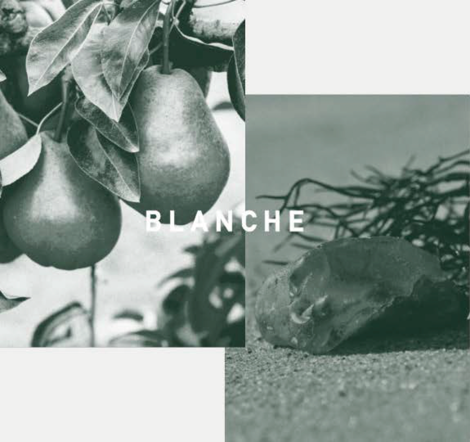 LOA BLANCHE | ブランシュ