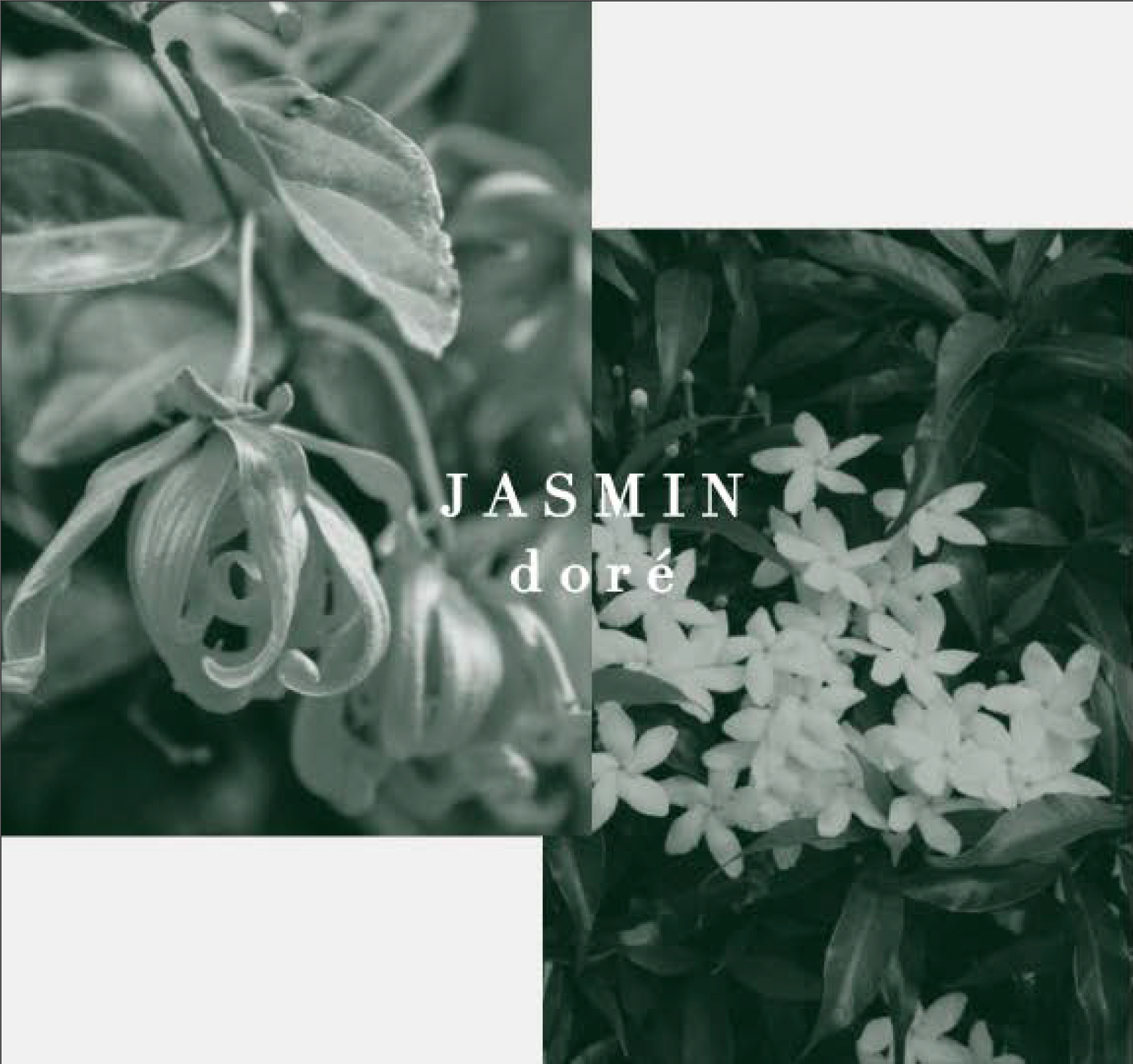 LOA JASMIN dore` | ジャスミンドレ
